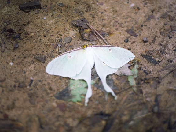 Red River, Luna Moth